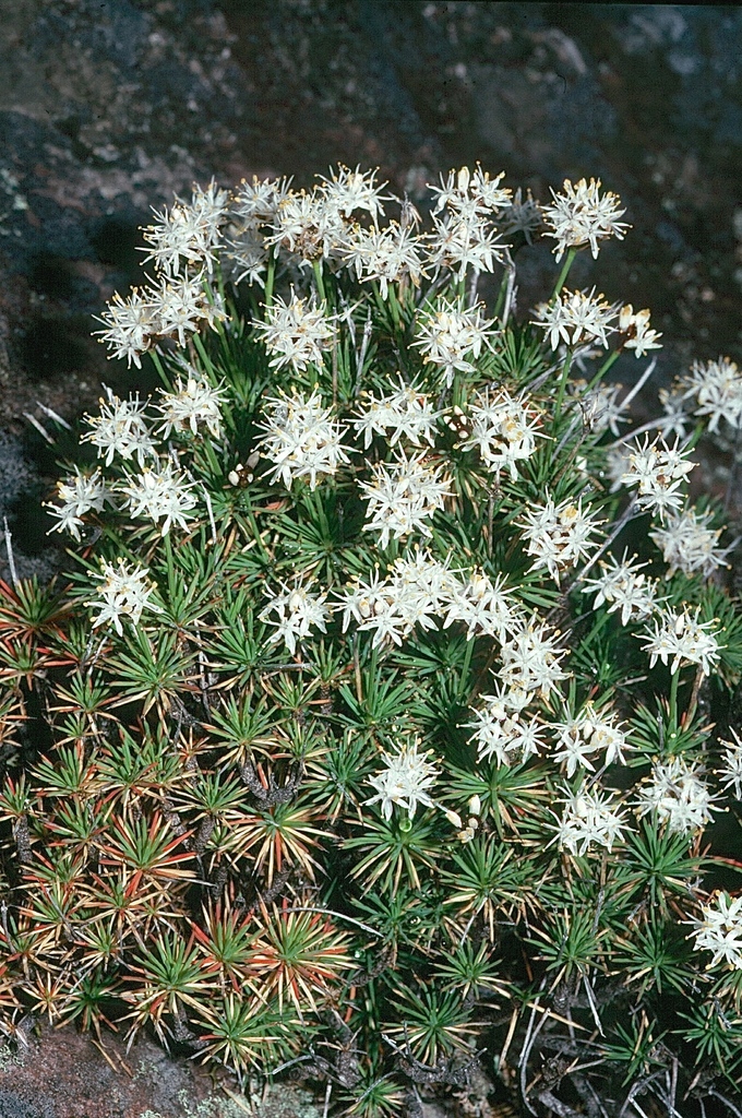 Grampians Pincushion Lily