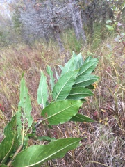 Salix cordata