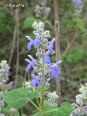 Salvia keerlii