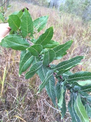 Salix cordata