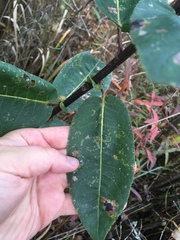 Salix cordata