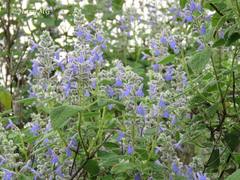 Salvia keerlii