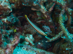 Hologymnosus doliatus