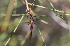 Bittacidae