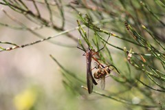 Bittacidae