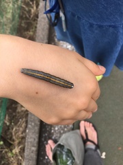 Lepidoptera