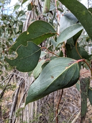 Eucalyptus pauciflora