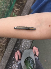 Lepidoptera