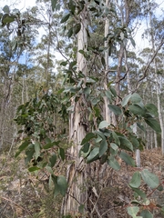 Eucalyptus pauciflora