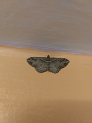 Costaconvexa