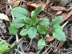 Myosotis krylovii