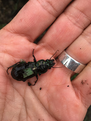 Megadromus antarcticus