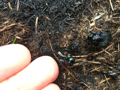 Megadromus antarcticus