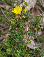 Hibbertia appressa