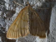Helvibotys helvialis