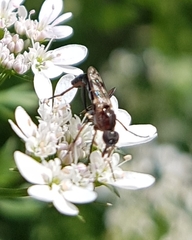 Acraspisa