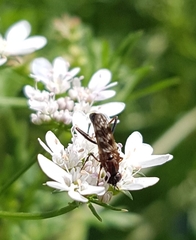Acraspisa