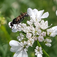 Acraspisa