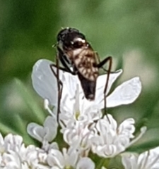 Acraspisa