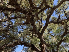 Quercus oblongifolia