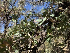 Quercus oblongifolia