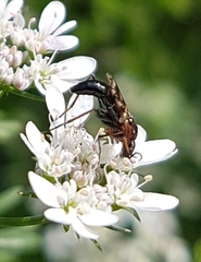 Acraspisa