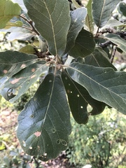 Quercus obtusata
