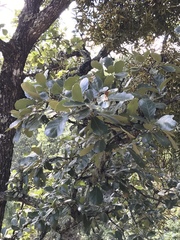 Quercus obtusata