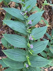 Tricyrtis formosana
