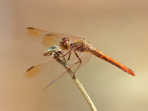 Scarlet Percher photo 4