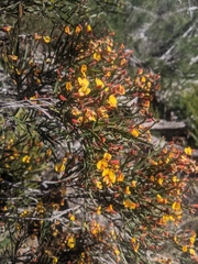 Bossiaea riparia