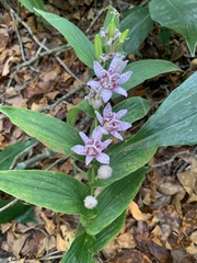 Tricyrtis formosana