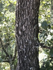 Quercus obtusata