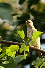 Haemorhous mexicanus