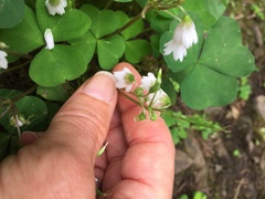 Oxalis trilliifolia