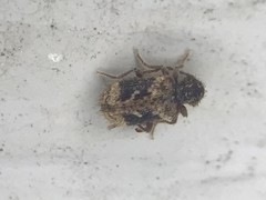 Ptinus texanus