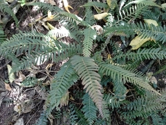 Blechnum parrisiae