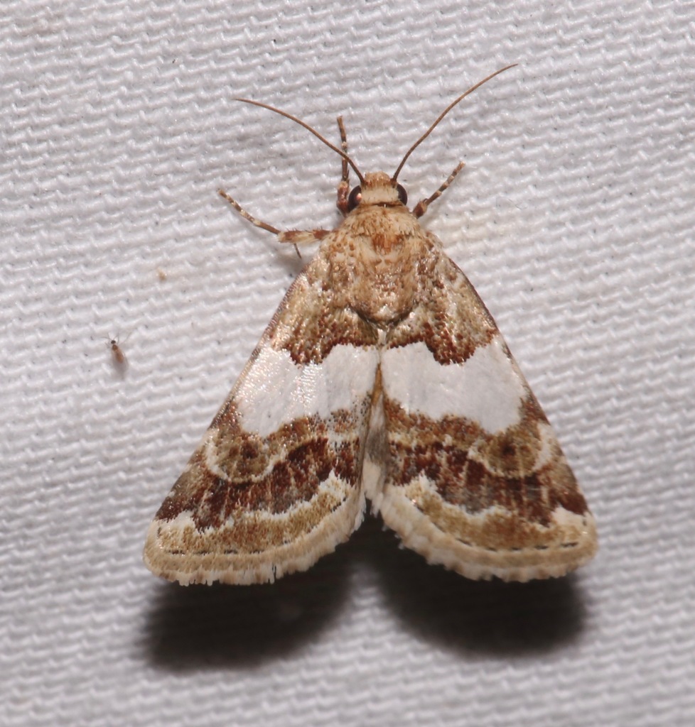 Schinia argentifascia