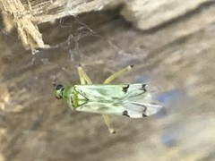Engytatus modestus