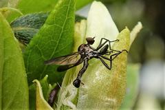 Homalocnemis