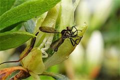 Homalocnemis