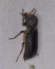 Apatides fortis