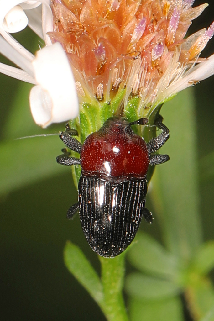 Wavy Flower Weevil