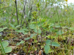 Euphrasia subarctica