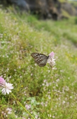 Parantica aglea aglea