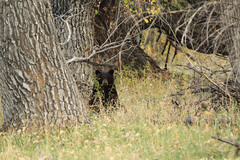 Ursus americanus