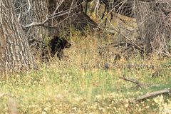Ursus americanus