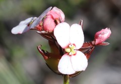 Stylidium scariosum