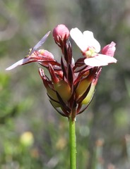 Stylidium scariosum