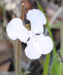 Stylidium affine